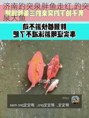 济南趵突泉胖鱼走红,趵突泉大鱼