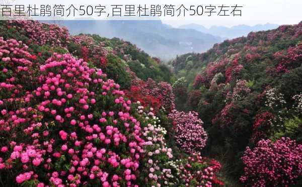 百里杜鹃简介50字,百里杜鹃简介50字左右