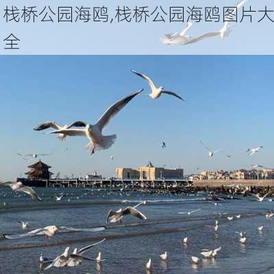 栈桥公园海鸥,栈桥公园海鸥图片大全