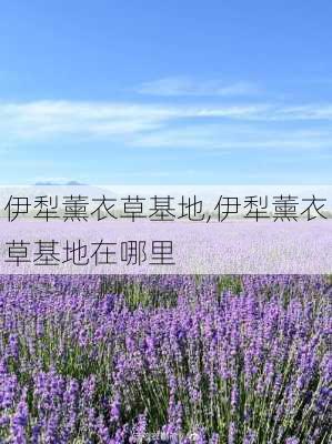 伊犁薰衣草基地,伊犁薰衣草基地在哪里