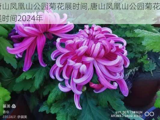 唐山凤凰山公园菊花展时间,唐山凤凰山公园菊花展时间2024年