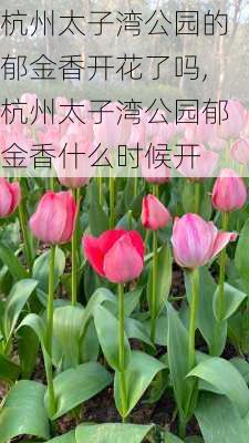 杭州太子湾公园的郁金香开花了吗,杭州太子湾公园郁金香什么时候开