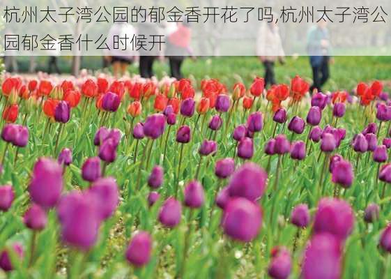 杭州太子湾公园的郁金香开花了吗,杭州太子湾公园郁金香什么时候开