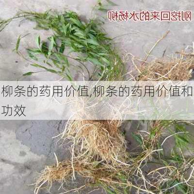 柳条的药用价值,柳条的药用价值和功效