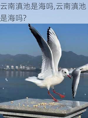 云南滇池是海吗,云南滇池是海吗?