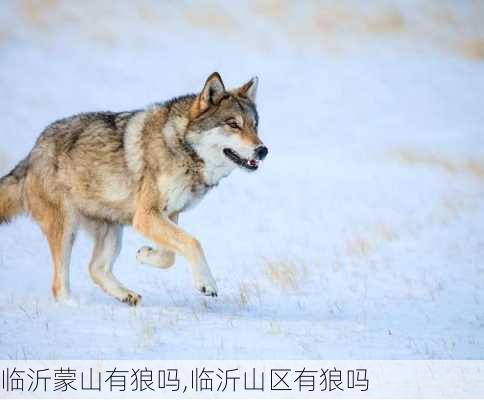 临沂蒙山有狼吗,临沂山区有狼吗