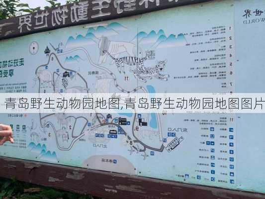 青岛野生动物园地图,青岛野生动物园地图图片