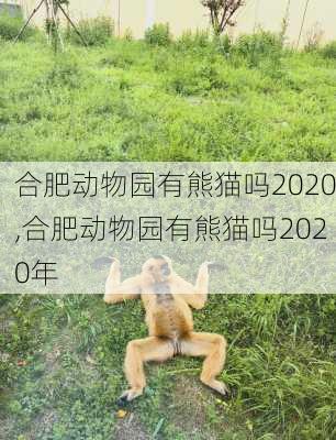 合肥动物园有熊猫吗2020,合肥动物园有熊猫吗2020年