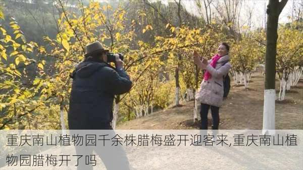 重庆南山植物园千余株腊梅盛开迎客来,重庆南山植物园腊梅开了吗