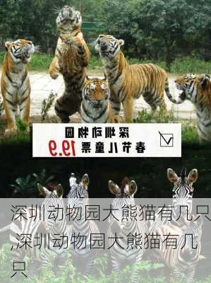 深圳动物园大熊猫有几只,深圳动物园大熊猫有几只